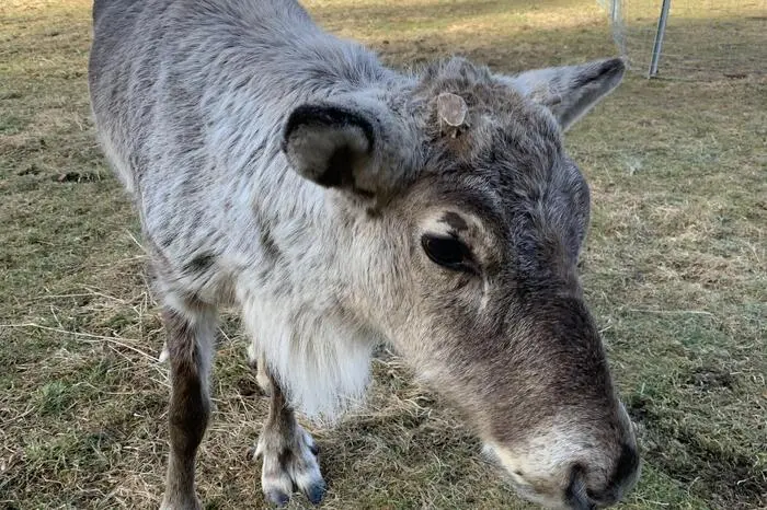 Scheu sind die Tiere nicht. Sie lassen sich bereits streicheln.