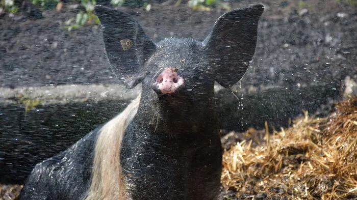 Bei schönem Wetter gibt’s jeden Tag eine Dusche mit dem Gartenschlauch. Für die Schweine ein Hochgenuss.