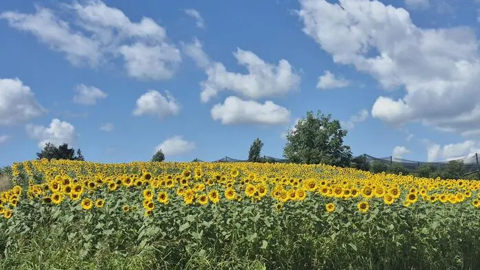 Nun kann man sie wieder vielerorts bewundern, die wunderbar blühenden Sonnenblumenfelder, wie hier bei Höf-Präbach, entdeckt auf einer Radtour von unserem Leserreporter Michael Kainz aus Vasoldsberg.