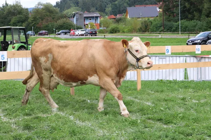 Die Kuh „Cilli“ vom Bauernhof der Familie Zwanzger sorgte danach mit dem Fallenlassen ihrer Kuhfladen auf ein nummeriertes Feld für den Gewinn aus dem Losverkauf.