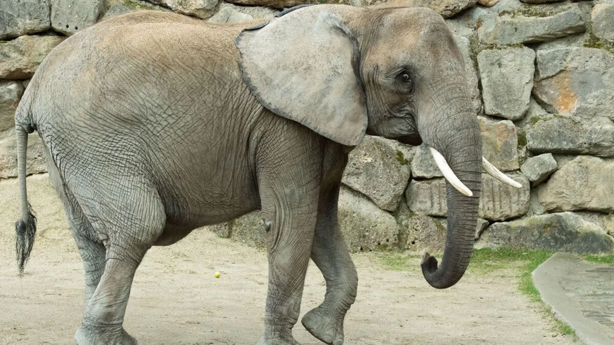 Das Elefanten-Weibchen Numbi im Tiergarten Schönbrunn ist trächtig