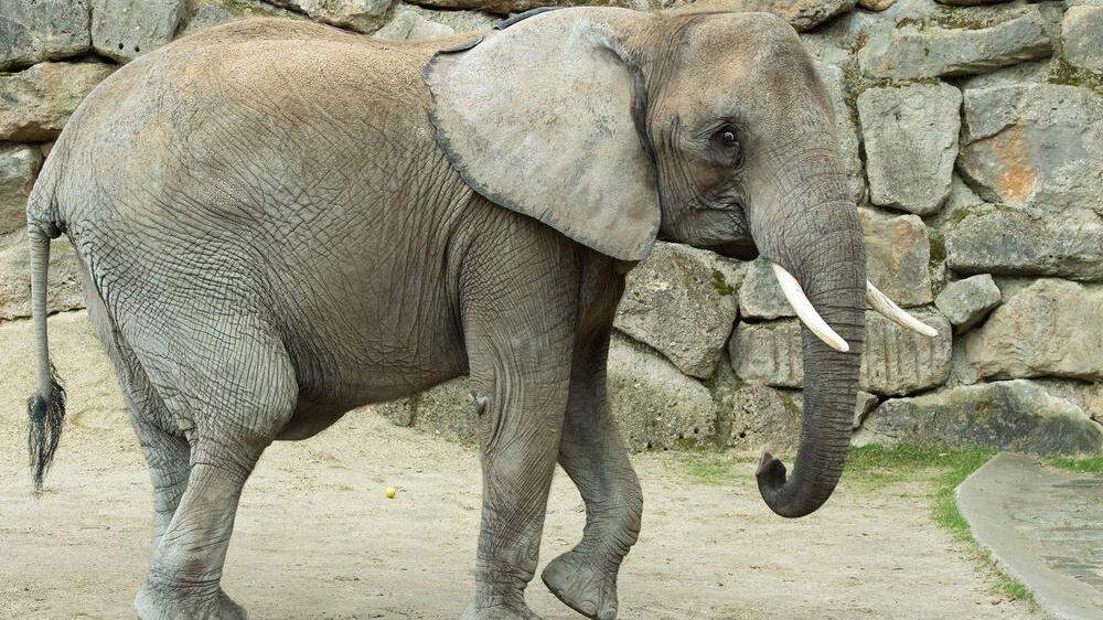 Das Elefanten-Weibchen Numbi im Tiergarten Schönbrunn ist trächtig