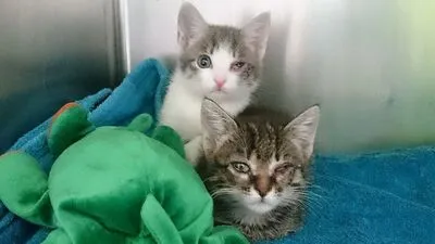 Die Katzen befanden sich alle in einem "erbärmlichen Zustand", wie es vom Tiko heißt