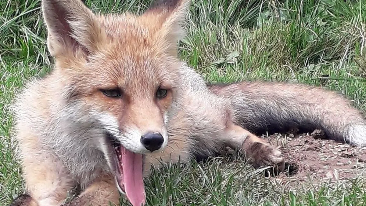 Dieser Fuchs bereitet Doris Ertl große Freude