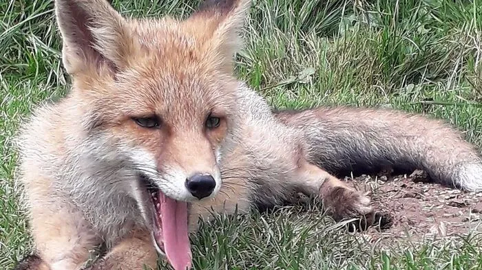 Dieser Fuchs bereitet Doris Ertl große Freude