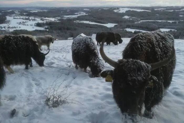 Die Hochlandrinder in Mortansch fühlen sich im Schnee pudelwohl.