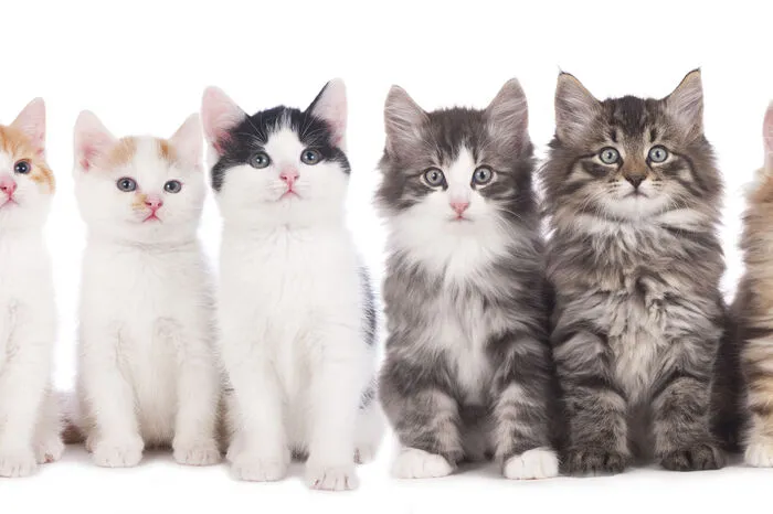Nächtliche Unruhe. Wenn der Mensch schlafen will, drehen die Katzen so richtig auf: Bringt einen der Stubentiger um die Nachtruhe, kann es daran liegen, dass sie am Tag zu wenig ausgepowert wurde, sie sich langweilt, Hunger hat oder zu wenig Aufmerksamkeit bekommt. Gegensteuern kann man, indem man vor dem Schlafengehen ausgiebig mit dem Tier spielt, einen kleines Betthupferl verfüttert oder ein nächtliches Kuschelritual einführt. Auch Demenz bei älteren Katzen kann nächtliche Unruhe auslösen: Den Schlafplatz in die Nähe des Bezugsmenschen verlegen, damit das Tier ihn nicht suchen muss.