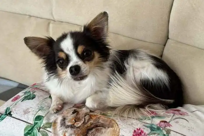 Milo aus der Schweiz