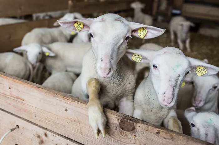 Seit mehr als 30 Jahren entstehen am kleinen Biohof in Waisenberg bei Mittertrixen Delikatessen aus Schafsrohmilch.