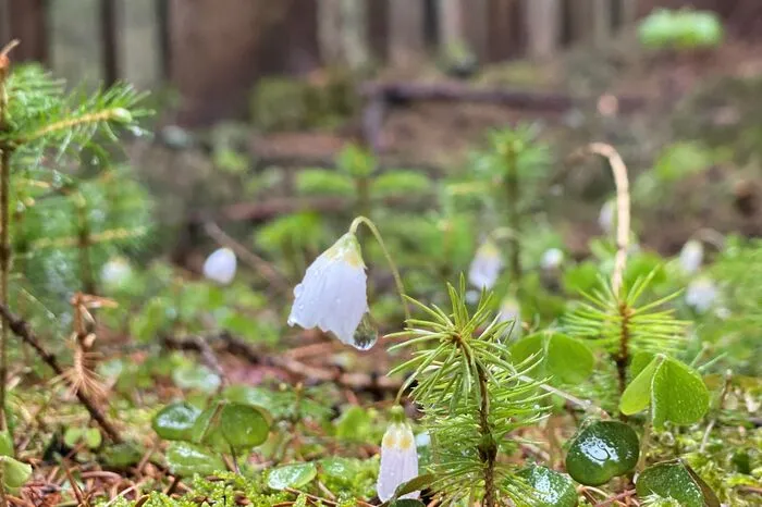 Wenn man in Zeiten wie diesen mit offenen Augen durch die Natur geht, kann man so manche Schönheiten entdeckten. So wie Herbert Weber aus Miesenbach: Bei einem Spaziergang nach Regenwetter fotografierte er diese kleinen Blumen, die auf einem alten Baumstumpf gewachsen sind.Sein Appell an alle: "Haltet unsere Natur sauber, damit wieder Neues entstehen kann."