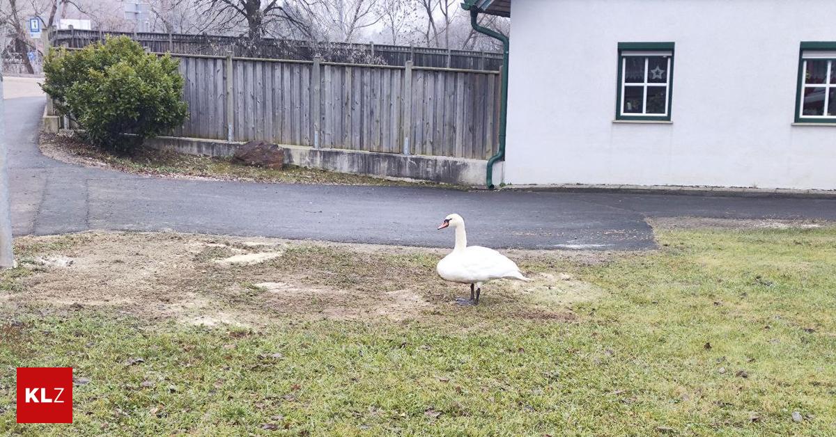 Rohrbach-Polizei-und-Feuerwehr-retten-Schwan-vor-Kreisverkehr