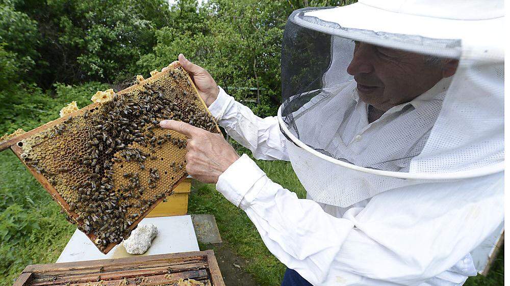 Die Kärntner Erwerbsimker betreuen rund 12.000 Bienenvölker, die meisten im LavanttalDie Kärntner Erwerbsimker betreuen rund 12.000 Bienenvölker, die meisten im Lavanttal