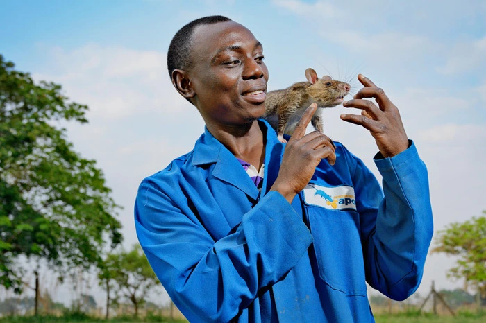 Die belgische NGO Apopo mit Sitz in Tansania hat sich auf die Minenräumung mit Hilfe von Ratten spezialisiert. Ratten haben viele Vorteile gegenüber traditionellen Methoden: Sie sind zu leicht, um Minen auszulösen, schneller als Metalldetektoren und leichter in die Einsatzgebiete zu transportieren als zum Beispiel Hunde.
