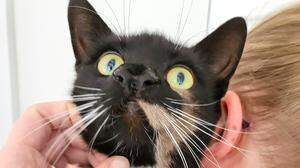 Schwarz-weiße Katze mit zwei Nasen wird gestreichelt | Nanny McPhee sieht einzigartig aus