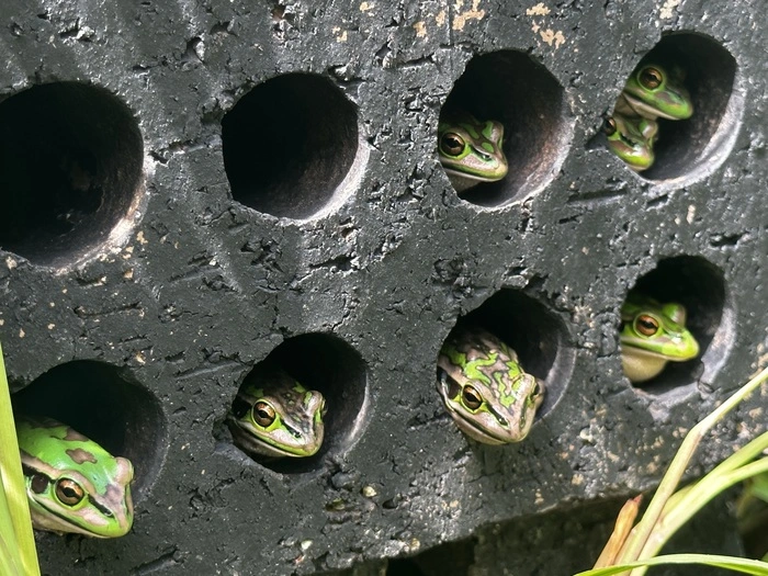 Hier ist es schön warm: Frösche in der „Frosch-Sauna“