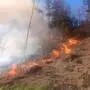 Flammen und Rauch in einem Wald