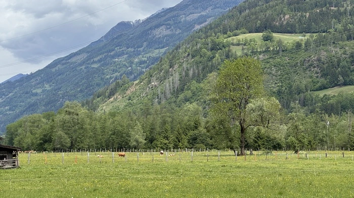 Eine Wiese