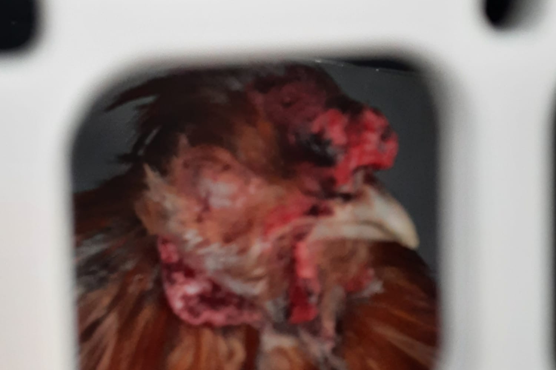 Kärnten: Hilflose Tiere in Plastiksäcken auf Tierheim-Gelände geworfen