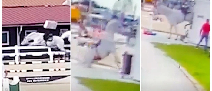 Das Pferd krachte bei dem Turnier in einen Container | Das Pferd krachte in den Container, Videos hielten die Szenen fest