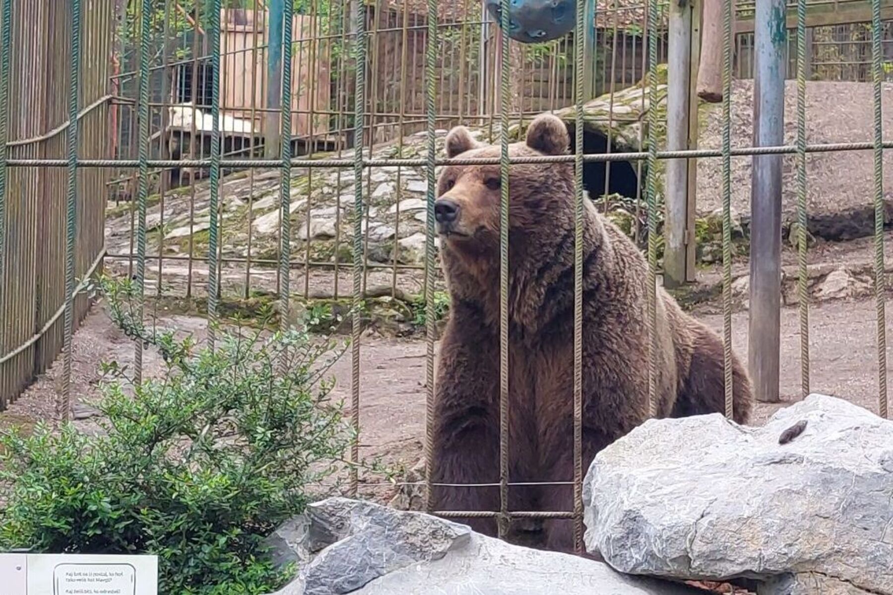 Tierschützer wollen Bären aus Slowenien nach Österreich holen