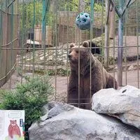 Bär „Tim“ in seinem Käfig