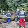 Ein mehr als 20 Meter hoher Baum stürzte in Klagenfurt auf die Straße und teils auf eine Weide