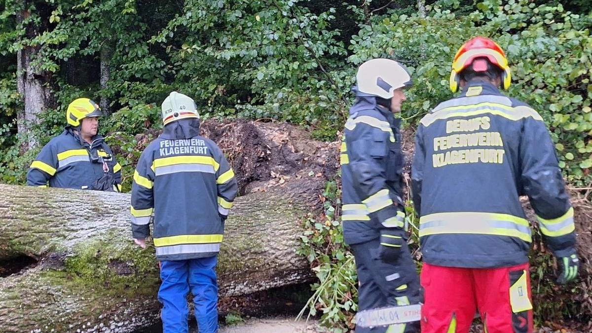 Ein mehr als 20 Meter hoher Baum stürzte in Klagenfurt auf die Straße und teils auf eine Weide