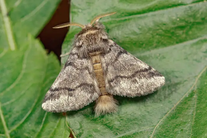 Der Eichenprozessionsspinner ist ein Nachtfalter und in Europa weit verbreitet