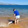 Dem Mann gelang es, den Hai ins tiefere Wasser zu lenken 