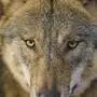 Ein Wolf blickt in Nahaufnahme direkt in die Kamera