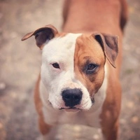 Der Staffordshire Terrier biss den Jack Russell Terrier zu Tode