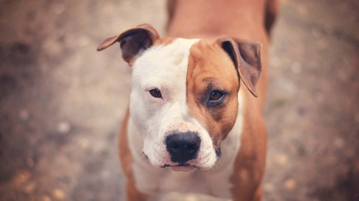 Hund schaut in die Kamera