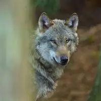 Wolfssichtungen sind nicht weniger geworden, es wird nur weniger darüber berichtet