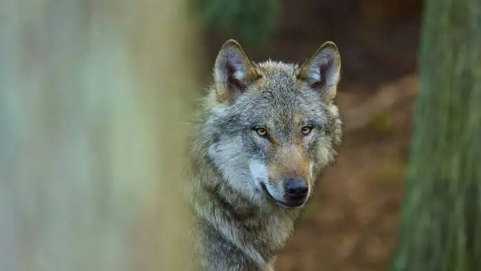 Ein Wolf schaut hinter einem Baum hervor
