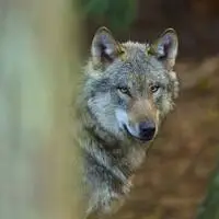 In einem zehn Quadratkilometer großen Gebiet rund ums Gumpeneck wurde nach dem Wolf gesucht