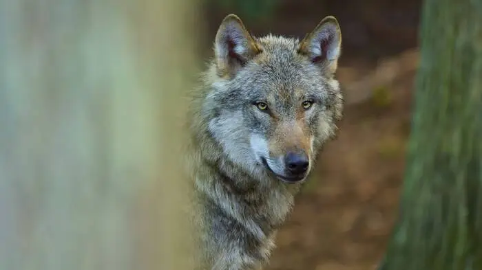Die Wolfsverordnung in Kärnten ist seit 2022 in Kraft 