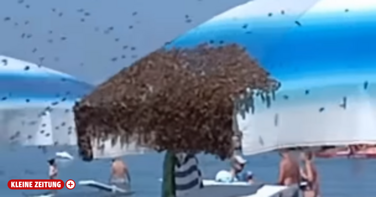Excitement on the Adriatic: Swarm of bees landed on the beach