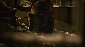 „Micis“ erste Schritte im Bärenwald Arbesbach 