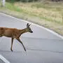 Ein Rehwild überquert eine Landstraße  | Ein Reh sprang vor dem Radfahrer plötzlich auf die Straße 