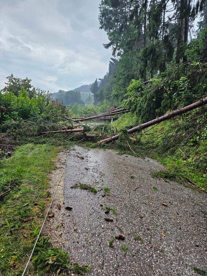 Bäume wurden in Frantschach entwurzelt