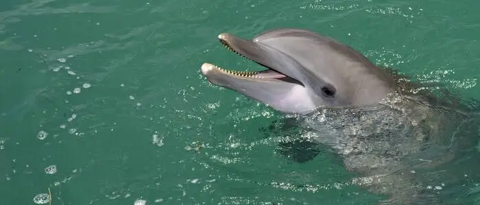 Ein Delfin mischte sich in Grado unter die Badegäste (Symbolfoto) 
