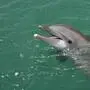 Ein Delfin mischte sich in Grado unter die Badegäste (Symbolfoto) 