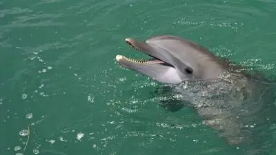 Ein Delfin mischte sich in Grado unter die Badegäste (Symbolfoto) 
