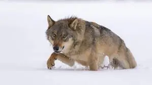 Feistritzer hat auch Wolfsspuren auf seinem Hof entdeckt (Symbolfoto) 
