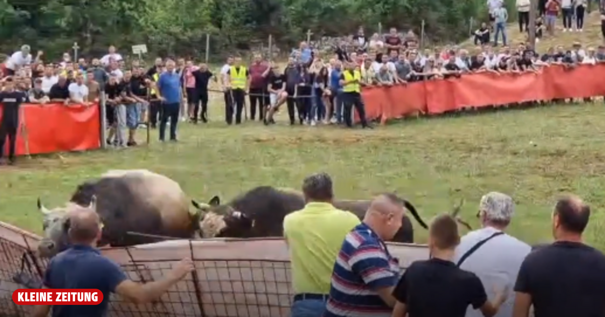 Drama in Croatia:Bull escapes during bullfight and gores a man
