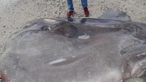 Der Kadaver wurde in Ravenna entdeckt 