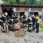 Die Berufsfeuerwehr Klagenfurt konnte in Anwesenheit eines Tierarztes das Pferd retten