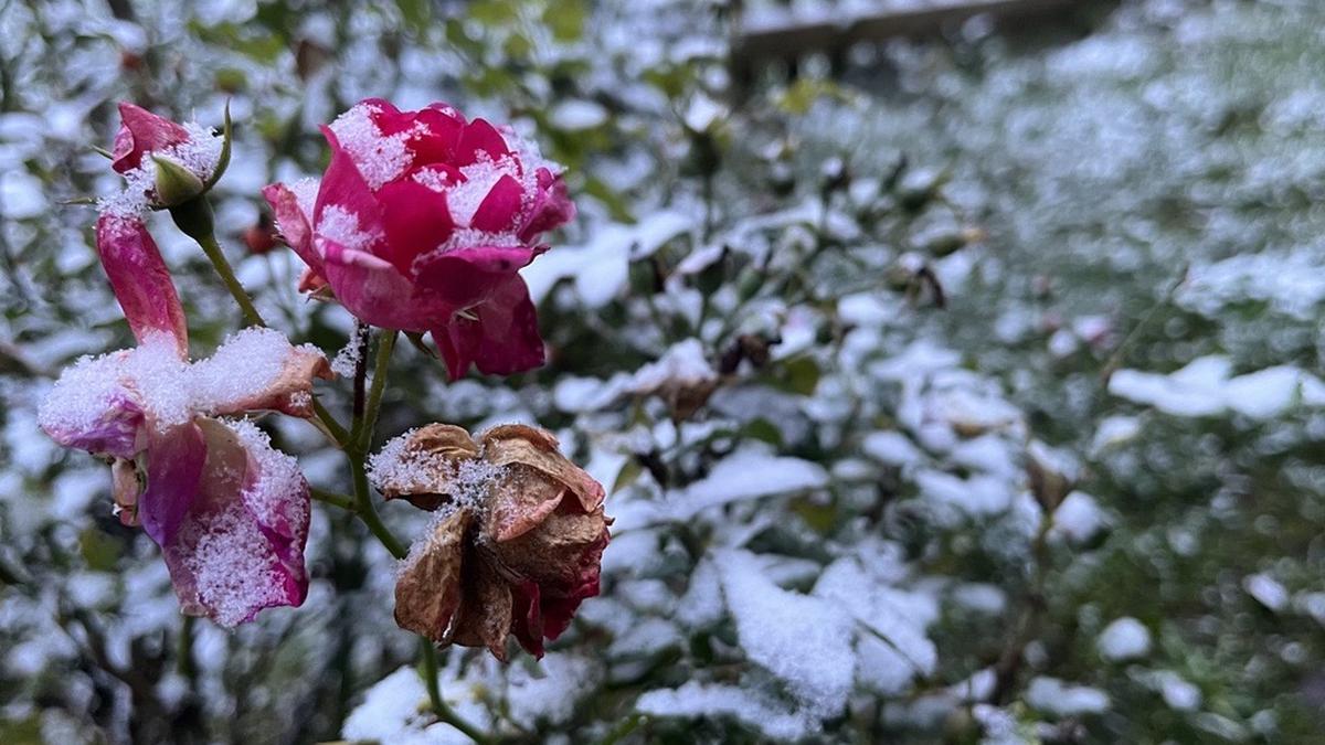 Eine Leserin aus Mittelkärnten hat uns ihren Gruß vom Winter geschickt