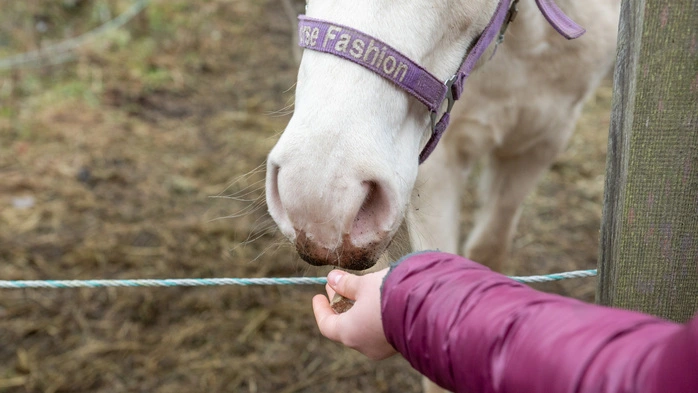Ein Mädchen, das ein Pferd bei einem Reiterhof eingestellt hat, soll missbraucht worden sein