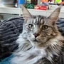 Lilly ist in Klagenfurt Annabichl verschwunden